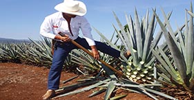 Town, Country & Tequila