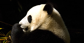 San Diego Zoo